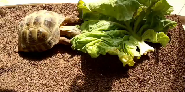 リクガメの食事(^o^)vの記事動画