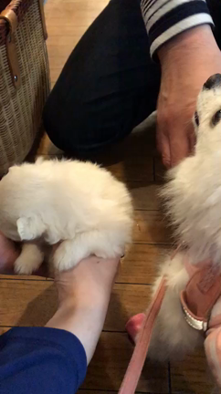 ポポちゃん 帰還、か？！の記事動画