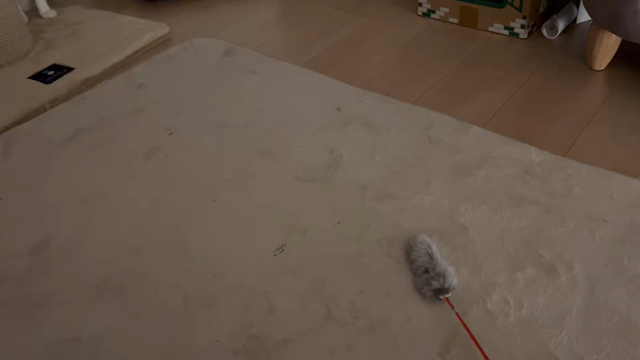 卒業猫アニーの近況報告の記事動画