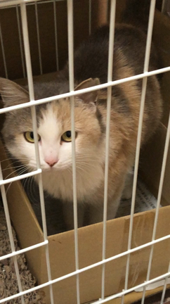 保護猫の記事動画