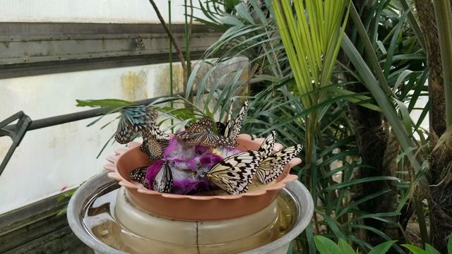 『足立区生物園』の大温室に癒される～♪＠東京都足立区保木間の記事動画