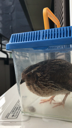 うずらの暑さ対策 | 並うずら日記～徒然なるままに～