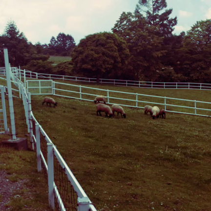 ゆるっと雨の中Tuesday。の記事動画