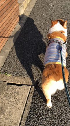 そらさんの影の記事動画