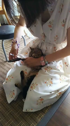 猫の歯みがき丸予防予防のためにするんです❣️の記事動画