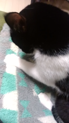 いたずらっ子は…の記事動画