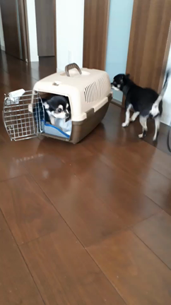 “まひる”正式譲渡決定！の記事動画