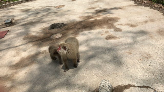おさるさん♪の記事動画