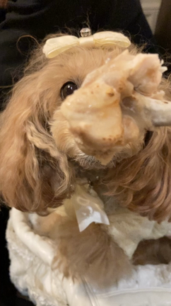 ヴィーナスフォートらちゃまの記事動画