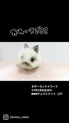 11/19生まれのネザーちゃん達Ⅲ♪の記事動画