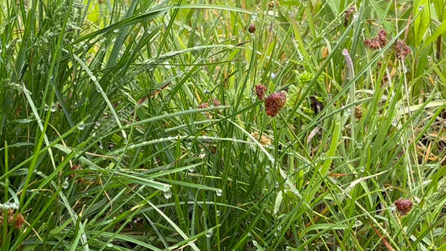 【133】朝の散歩の記事動画