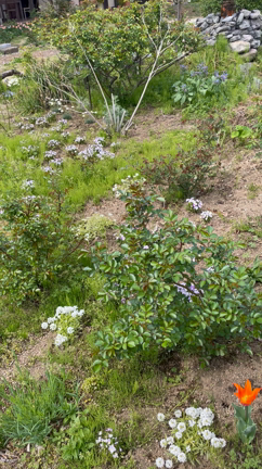 花鼻華の記事動画