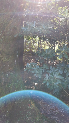 紅葉の伊勢神宮　2023年「破壊」の年から新しい年に向かうの記事動画