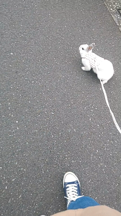 お散歩お散歩の記事動画