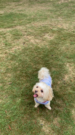 むぎちゃんの大好きな場所☆小谷流の里ドギーズアイランドの記事動画