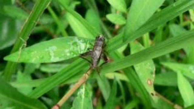 細々と。誰かが見つけてくれるその日まで。の記事動画