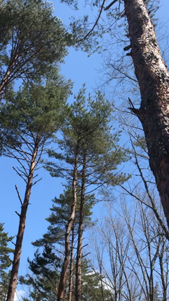 ライジングフィールド軽井沢　2021.5.2〜2021.5.4の記事動画