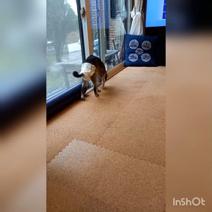 近ごろのレンの様子をご報告します♪︎の記事動画