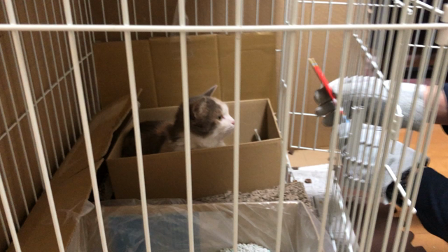 保護猫の記事動画