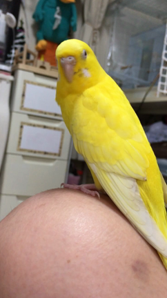 ペリー30gの記事動画