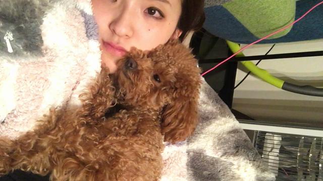 癒しの愛犬の記事動画