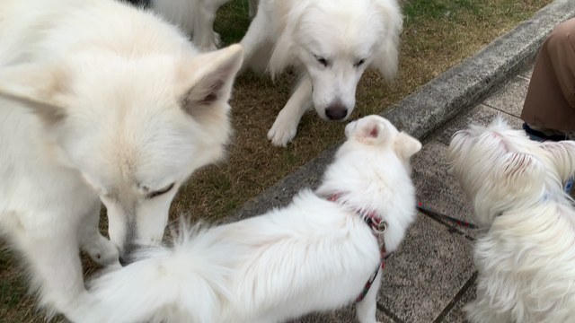 今日のワンコの記事動画