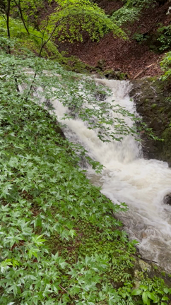 さくらんぼ狩りへ行ってきましたの記事動画