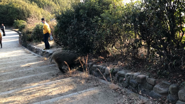 危険なアイドル　の記事動画