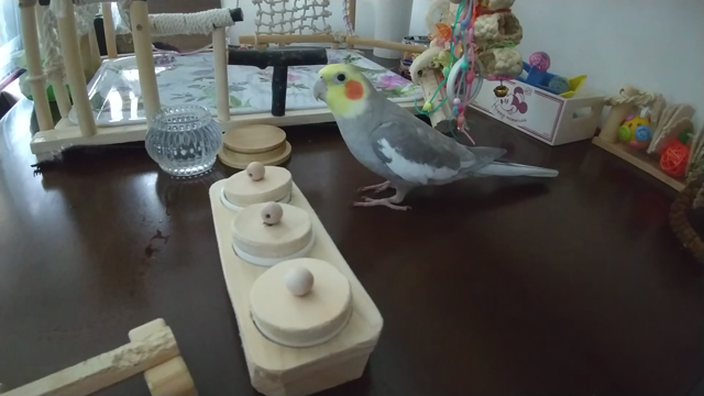 クーちゃんケガ(訂正あり)の記事動画