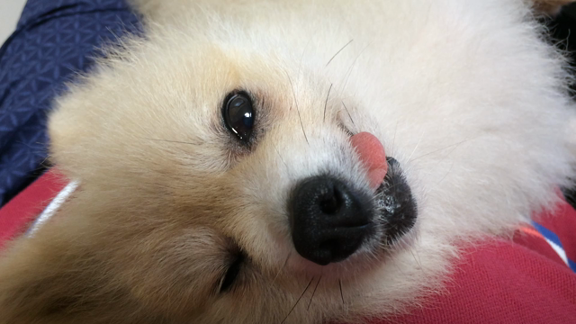 白か黒か…の記事動画