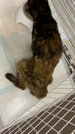 ビーちゃんの生き方の記事動画