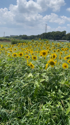 【流山】流山高等学園のひまわりの記事動画