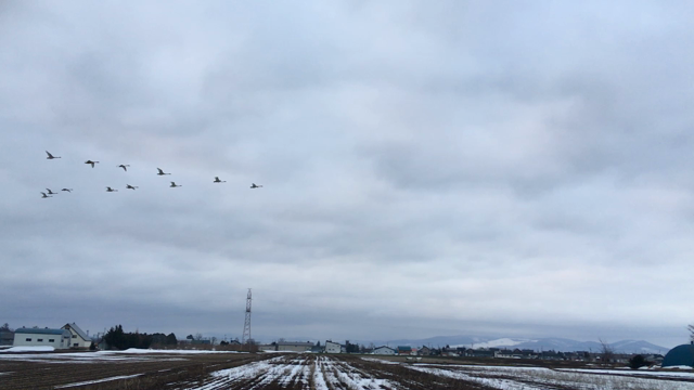 便利さと引き換えにの記事動画