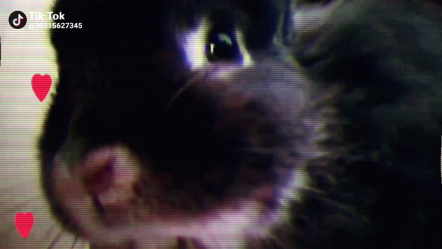 しばらくログインPW忘れてameblo放置してたので近況報告❣の記事動画