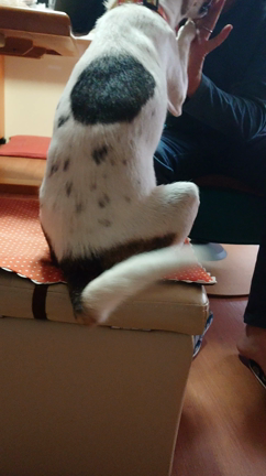 改めましてメガネのササガワ看板犬　「あん」です。の記事動画