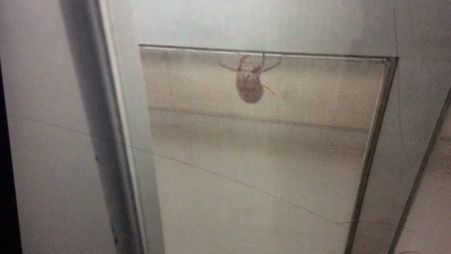 セミの羽化をオットに見せてみたの記事動画