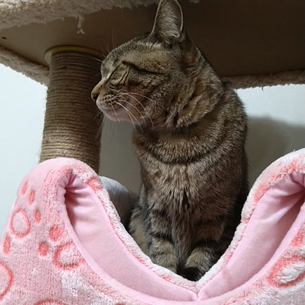 位置替えの記事動画