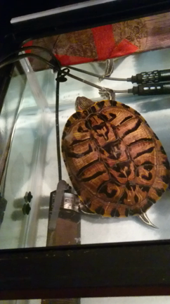 回復した理水と変わらず元気な亀達の記事動画