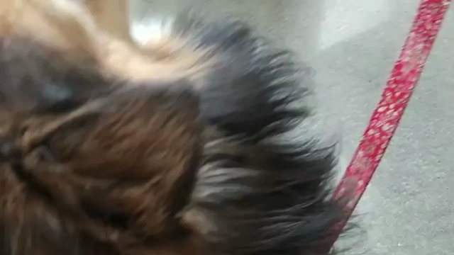 わんこの話～きっかけ編～の記事動画