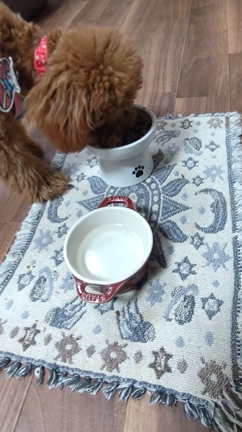 海ちゃん、食欲の秋♡の記事動画