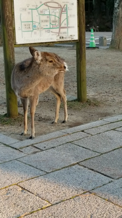 春日大社に行った ③の記事動画