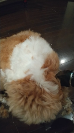 愛犬　セルフカット！の記事動画