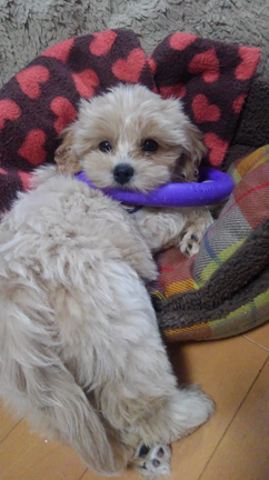 栗栗豆男ちゃん。の記事動画