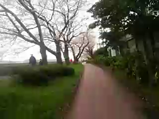 横浜は花満開中の記事動画