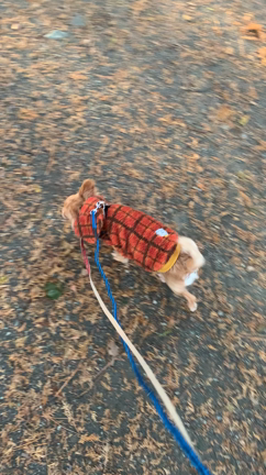 今日のサリちゃんの記事動画