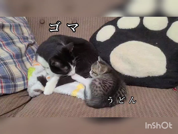 猫のゴマとうどんの記事動画