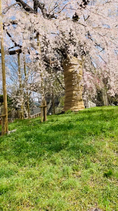 五感をフルに使えば運気は爆上がり❣️の記事動画