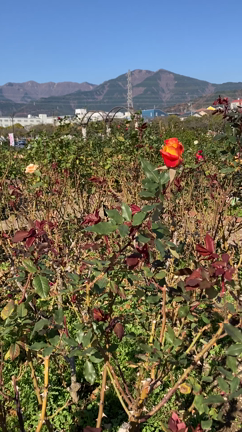 heart of goldと点と点の邂逅の記事動画