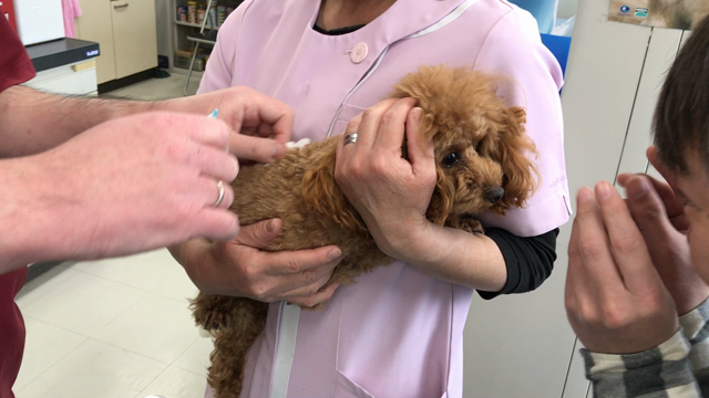 注射とびっくりな大当たり(๑˃̵ᴗ˂̵)の記事動画