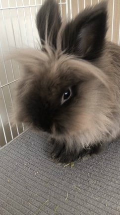 王子さま！！！の記事動画